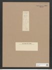 Navicula sp. (de-Toni-Nr.: Genus 1) Zeichnungen Sammlung Grunow Nr. 1366 (NHMW-BOT-W0368319)